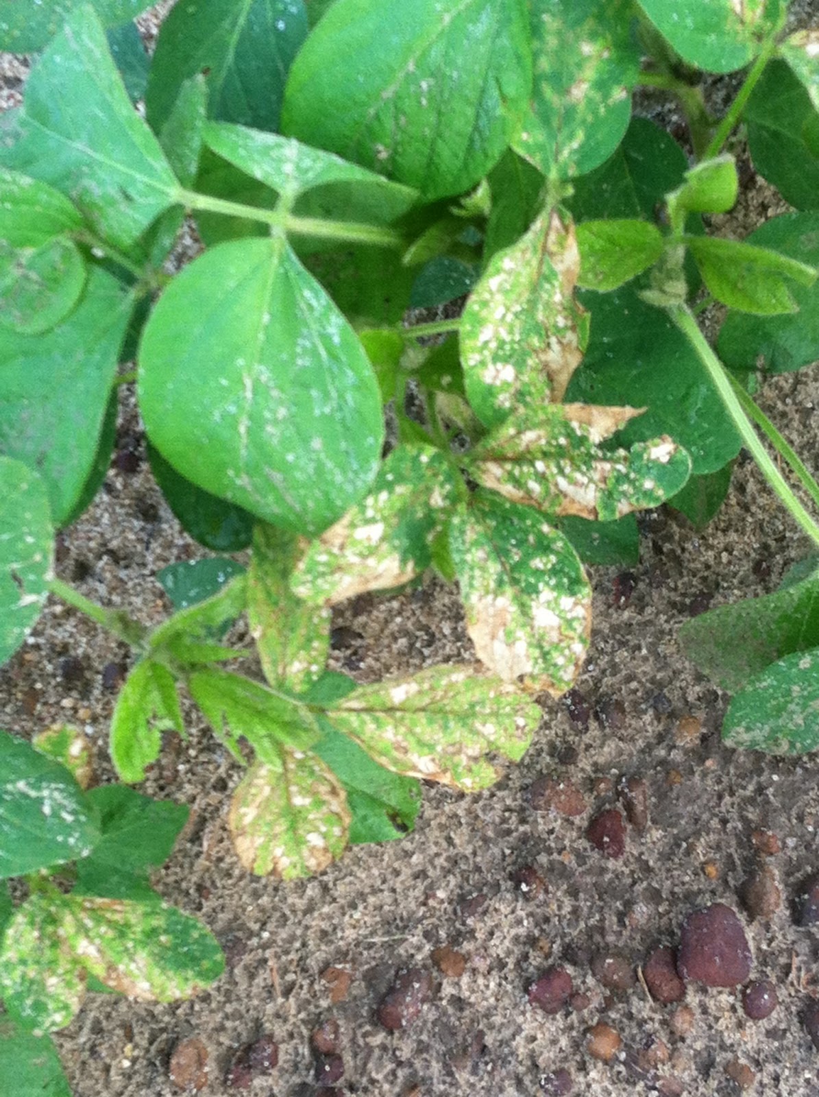 Reflex Herbicide Injury on Soybean « Seminole Crop E News