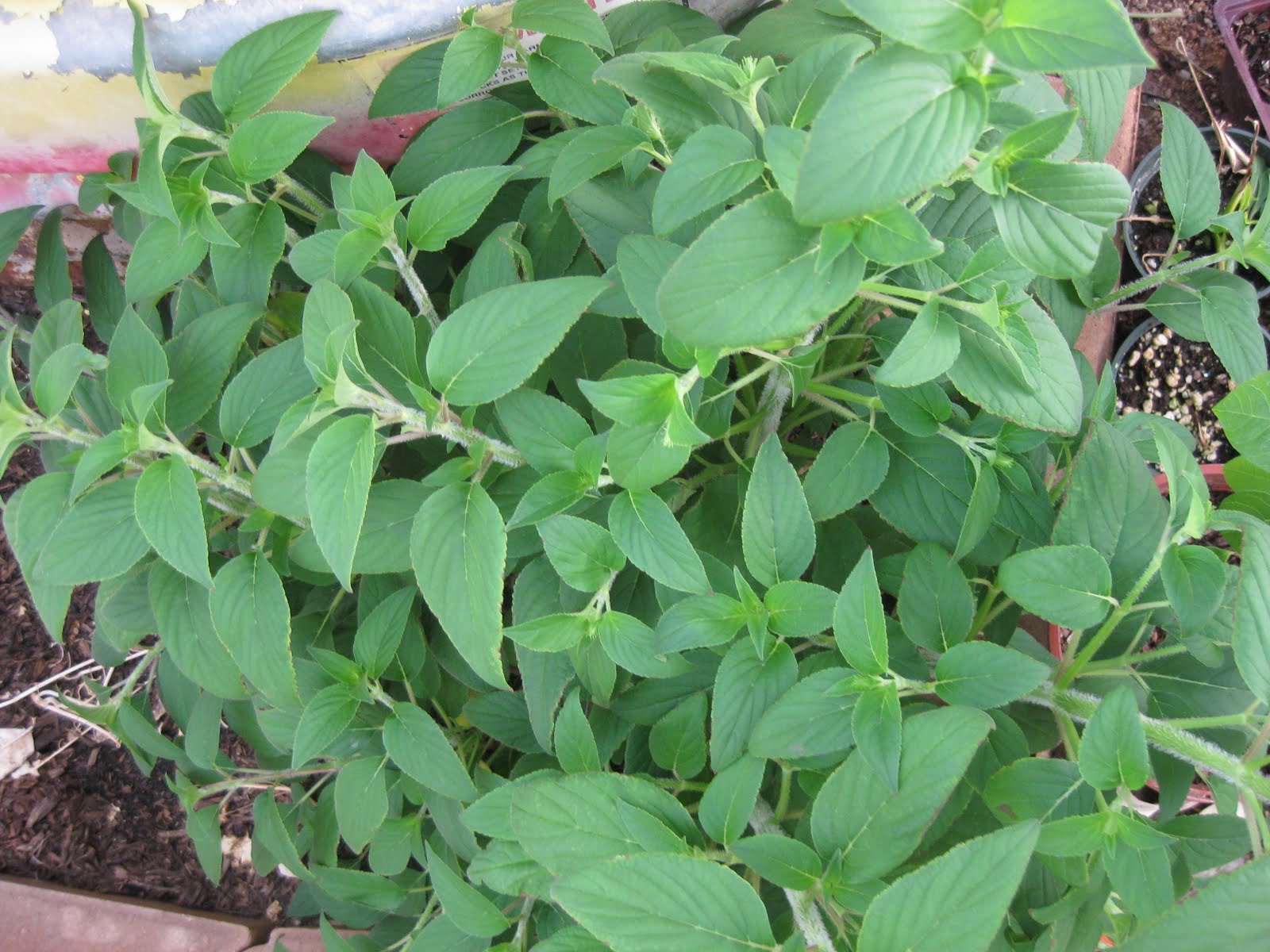 Edible Tropicals Pineapple Sage