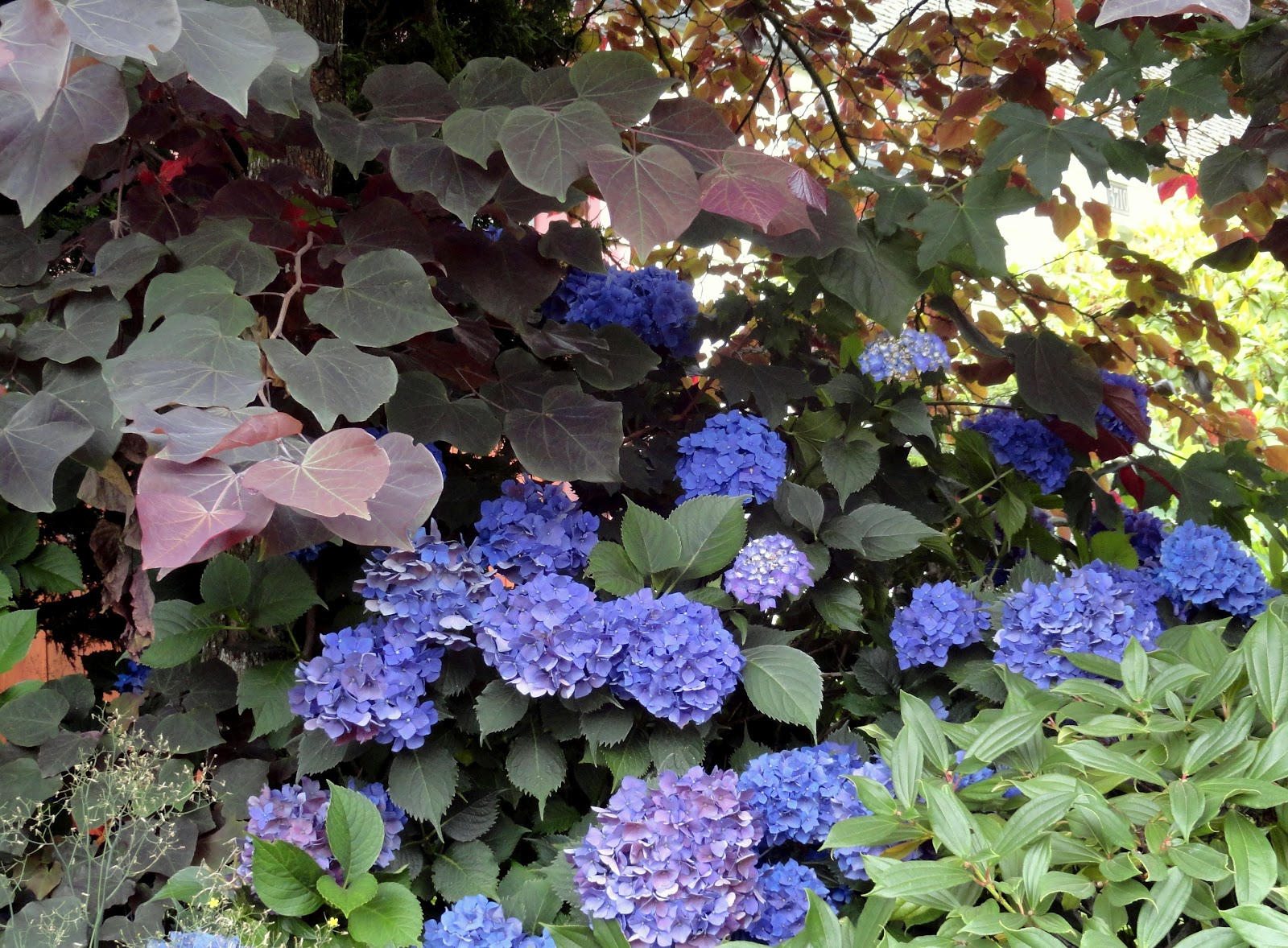 Growing With Plants True Blue It S True