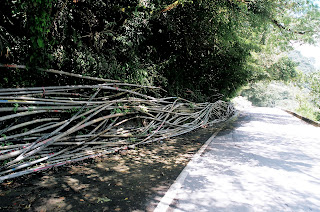 高麗菜成長對水的需求量大，灌溉水源對於部落相當重要。