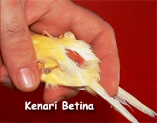 Ciri burung kenari betina siap tangkar