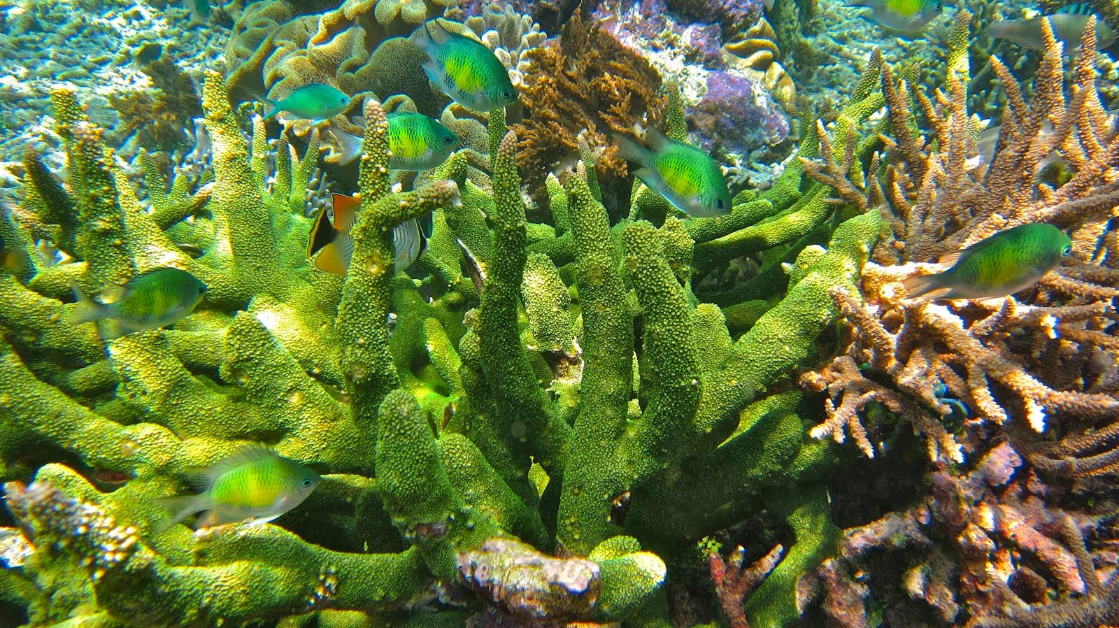 Corail vert éclatant