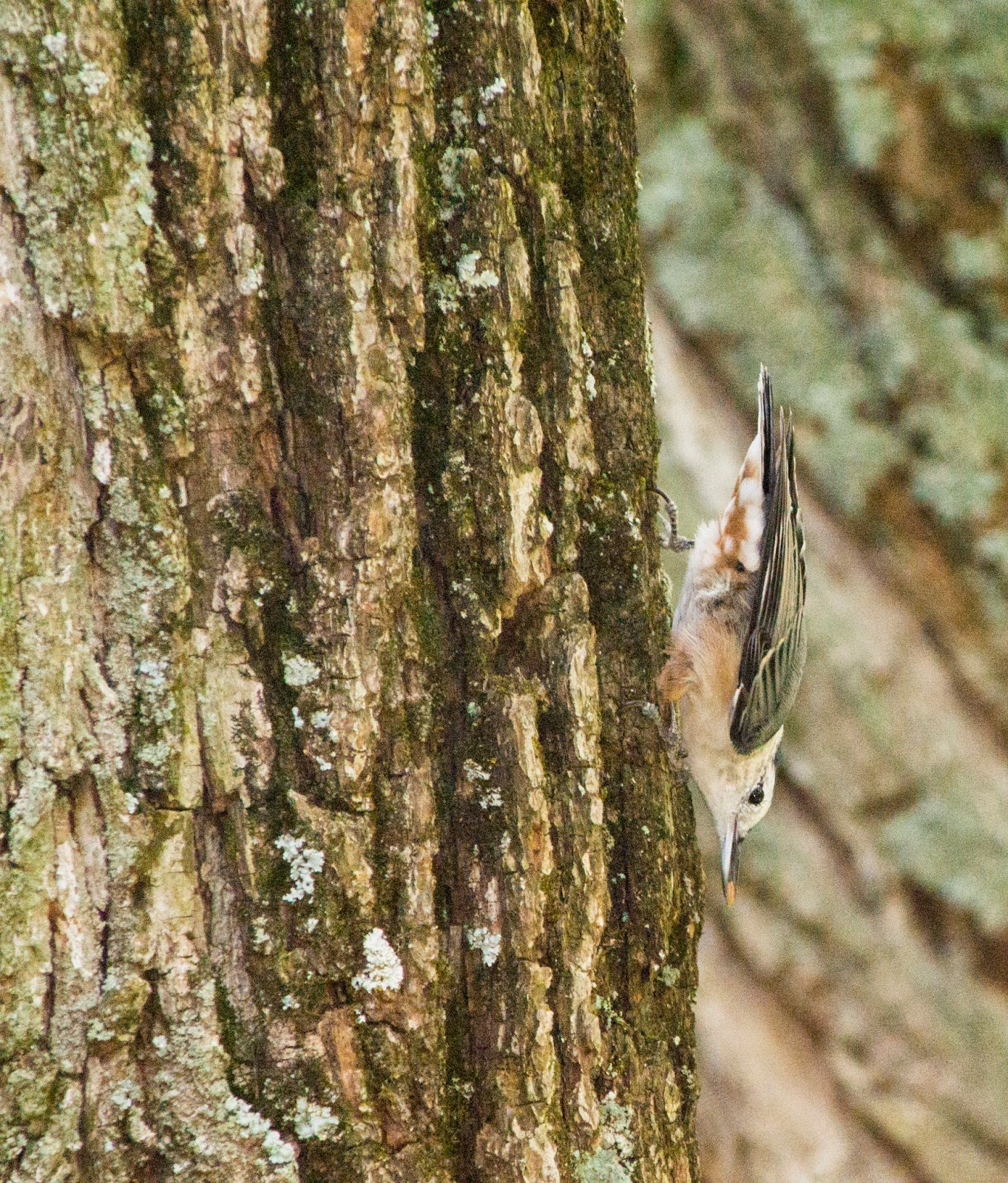 Breanna's Birding Blog Backyard Birds, Maryland August 15, 2014