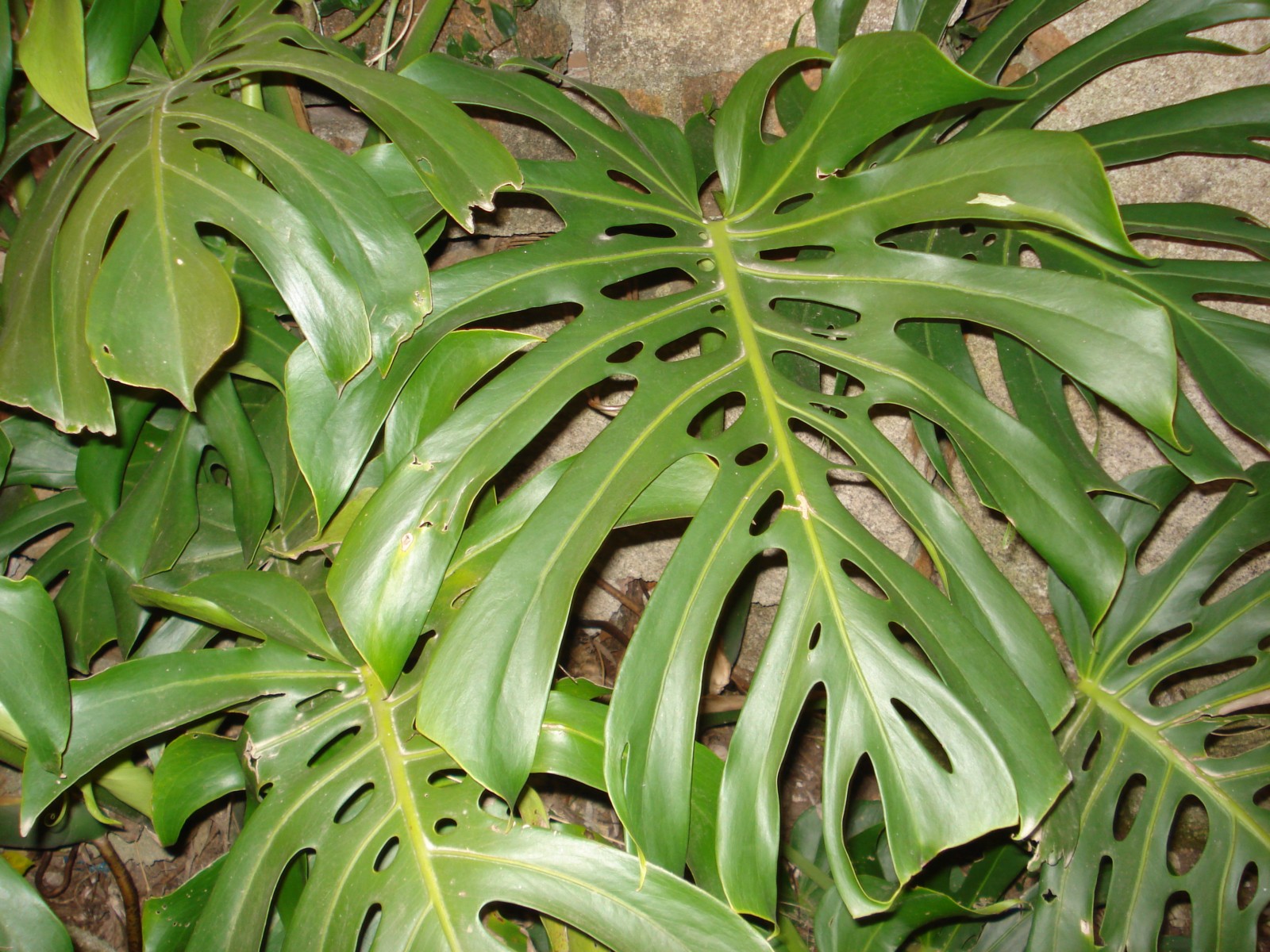 Canguçu em Cores: Costela-de-adão - Monstera deliciosa
