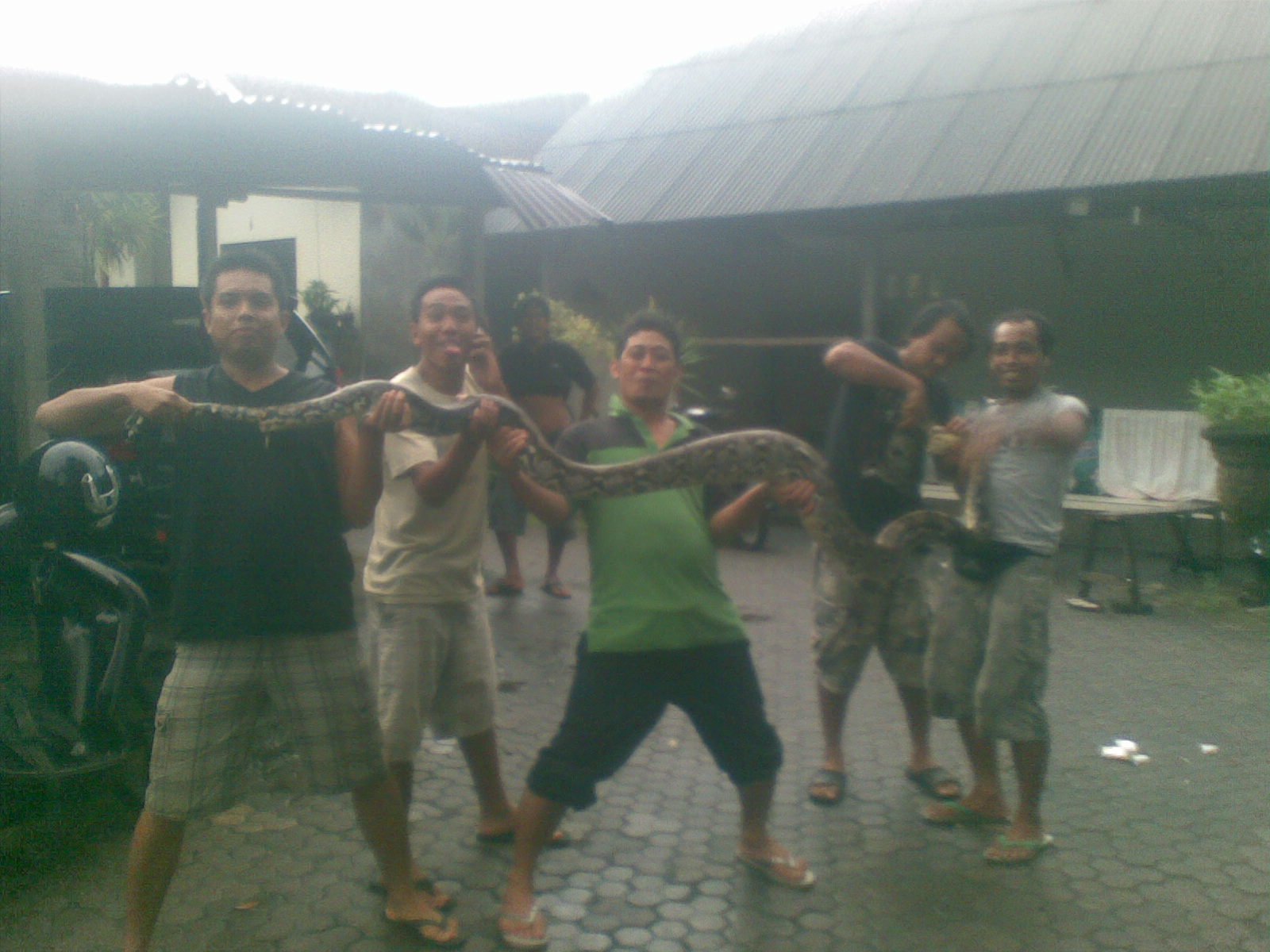 gambar hewan - foto ular besar