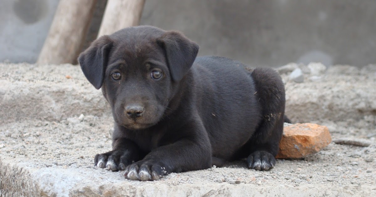 Harmonious Living: Empathy For Animal Life!