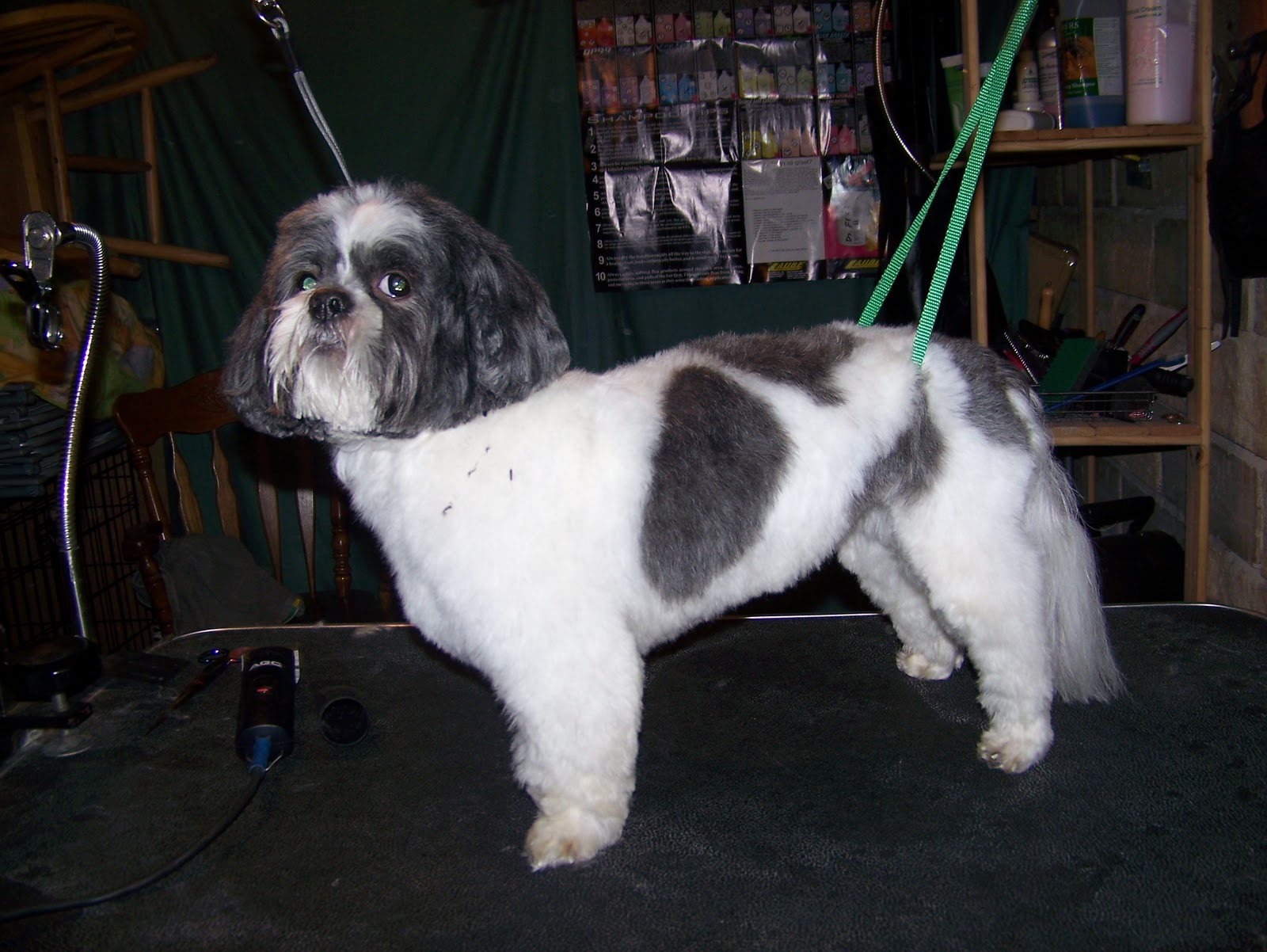 Blissful Dog Grooming Dougal Lhasa Apso
