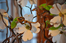 Dogwood In Spring