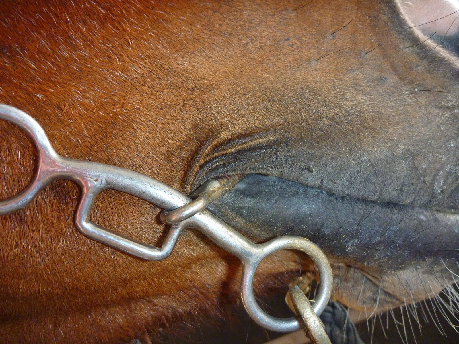 Horse Bit Placement at Helen Wilson blog