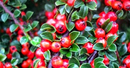 Le Douaire Ile De Vivre Tout Savoir Sur Le Cotoneaster