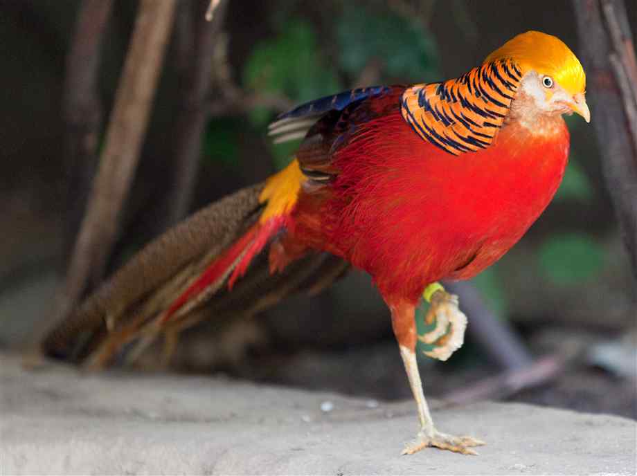 Golden Pheasant Bird Facts