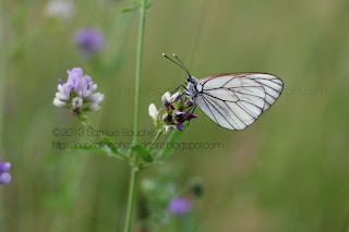 macro gazé papillon d'été avec ailes transparentes
