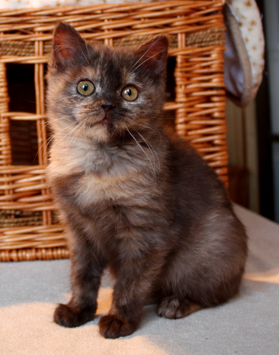 Britisch Kurzhaar (BKH) Kitten und Britisch Langhaar Katzenbabys