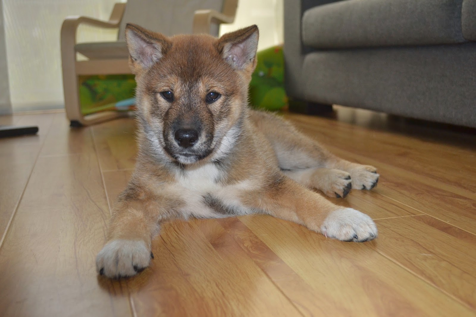 Racie ブログ Shikoku Ken 四国犬