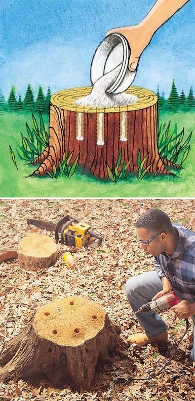 the backyard garden how to remove tree stumps the backyard garden how to remove tree stumps