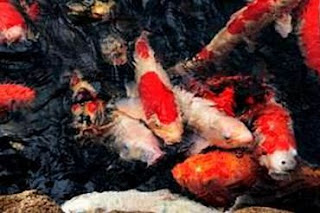 koi fish photo
