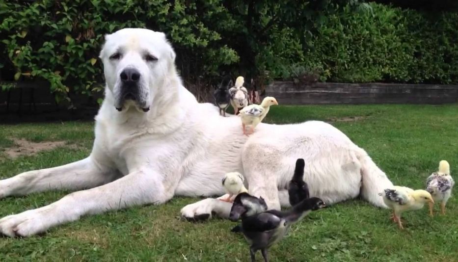 Central Asian Dogs For Sale Uk Central Asian Dogs For Sale Uk