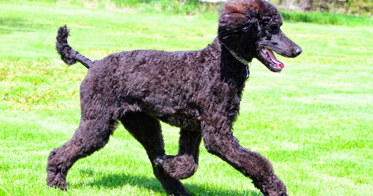 Rug Hooking with Janice Lee Blue Turns 6 Months