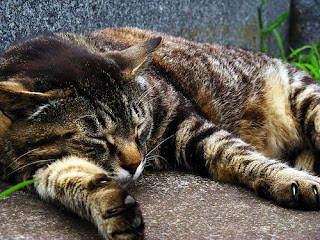 Warrior Cat Names For Brown Tabby Warrior Cat Names For Brown Tabby