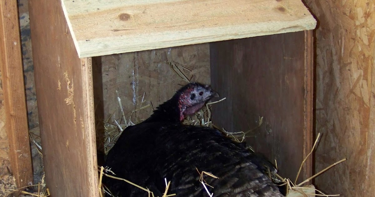 Iron Oak Farm CC Post DIY Turkey Nest Box and a GIVEAWAY!!!
