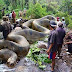 Matan a la anaconda más grande del mundo cerca del amazonas de Guyana