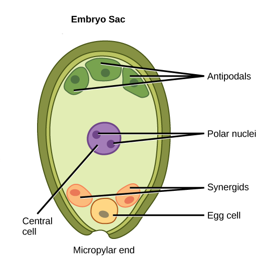 129 Gametogenesis Biology Notes for A level 129 Gametogenesis Biology Notes for A level