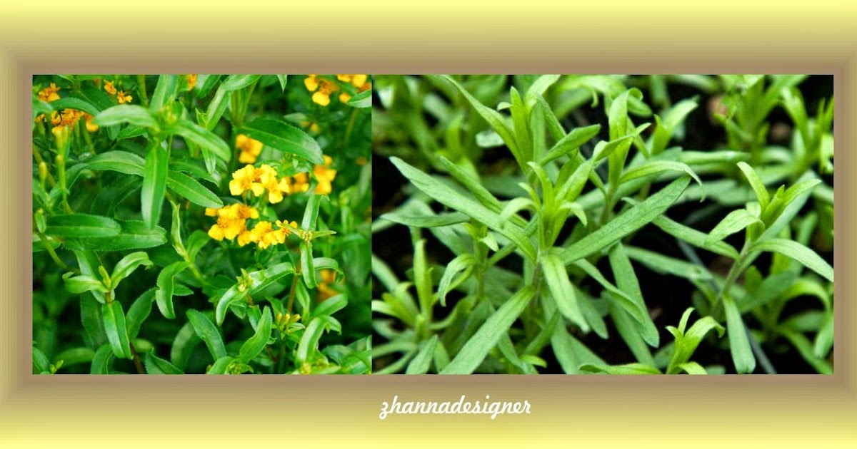 be healthypage Tarragon