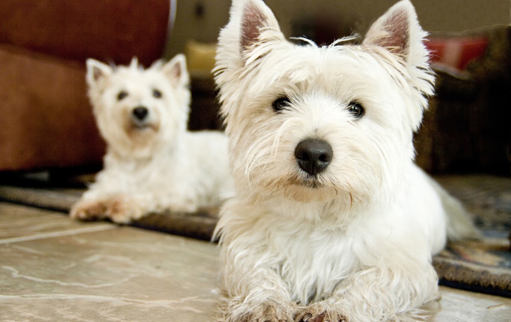 Photography Course Work Yellow Mutt Pet Photography Theme 2 research