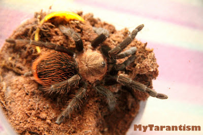My Tarantism: Mexican Black Velvet Tarantula