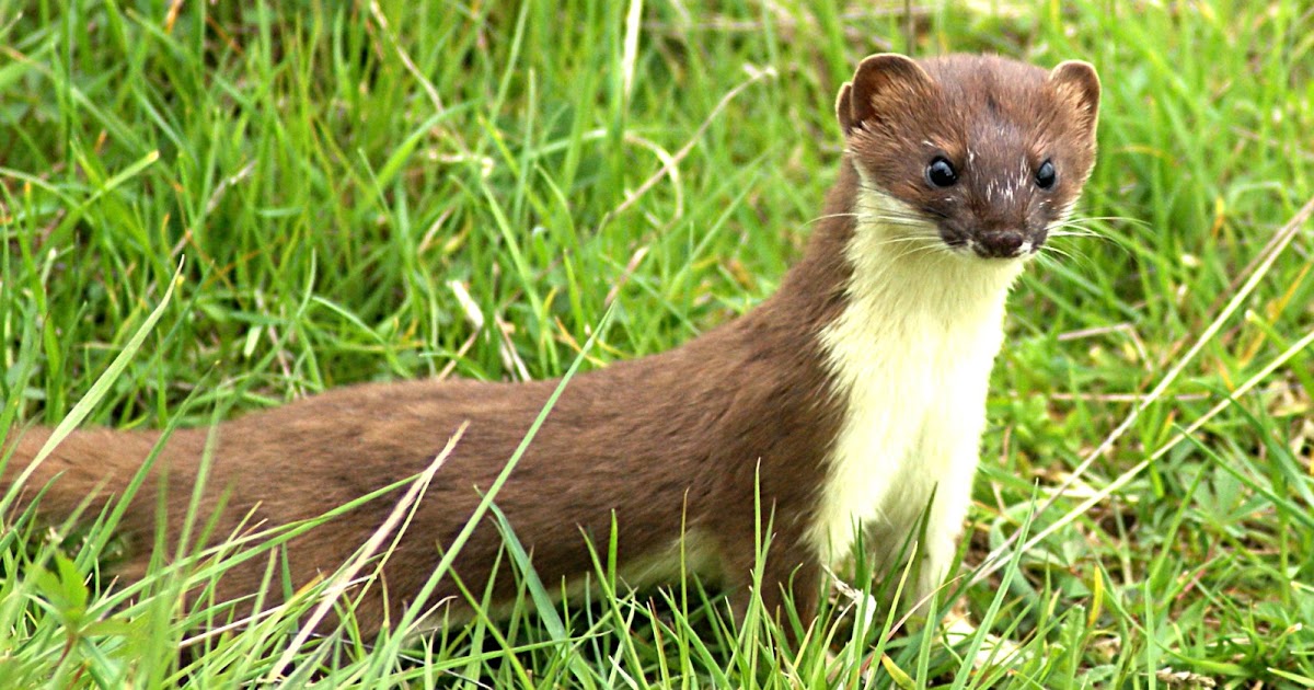 Stoat The Life of Animals