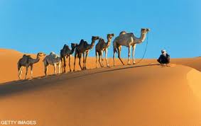 We kregen het hele woestijn-menu compleet met dromedaris fokkerijen als amuse.