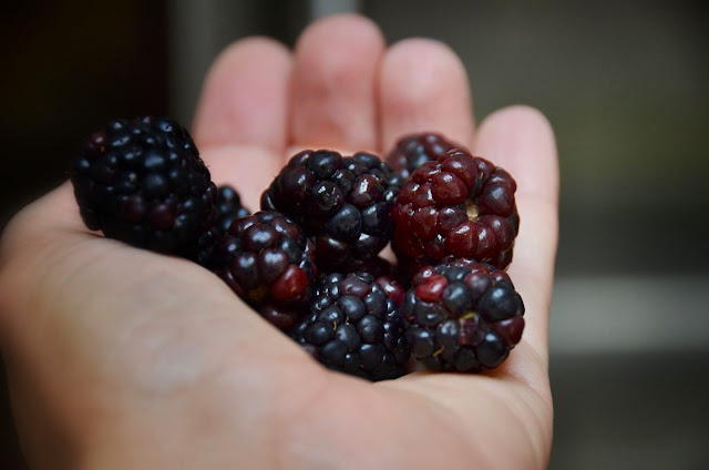 Fresh Blackberries for Muffins | Cheesy Pennies
