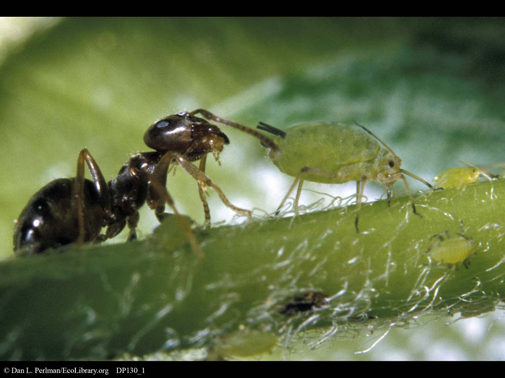 Ants and Aphids