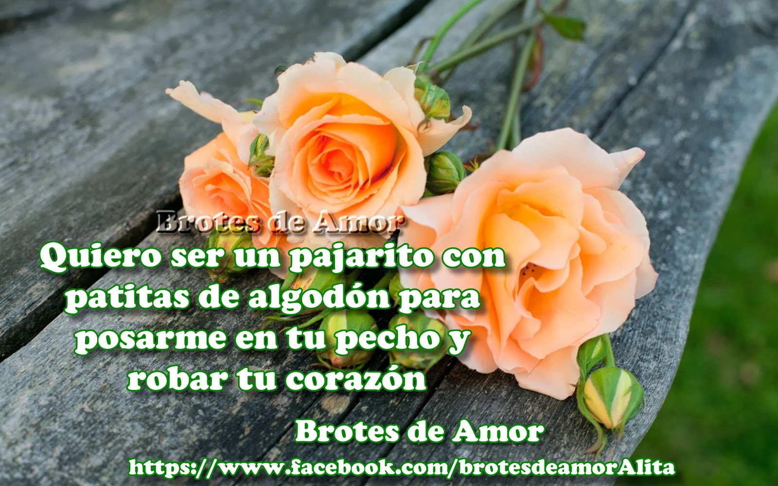 Brotes de Amor Quiero ser un pajarito