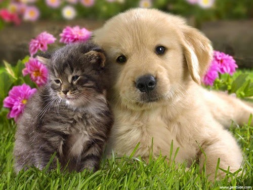 image de chat et chien trop mignon