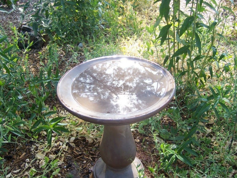 the 2 minute gardener photo bird bath the 2 minute gardener photo bird bath
