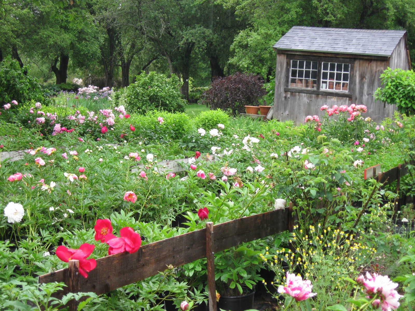 rainy garden