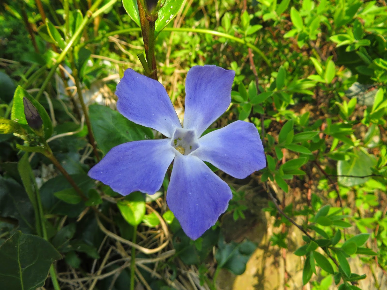 2014 2015 Plants Blog 2015