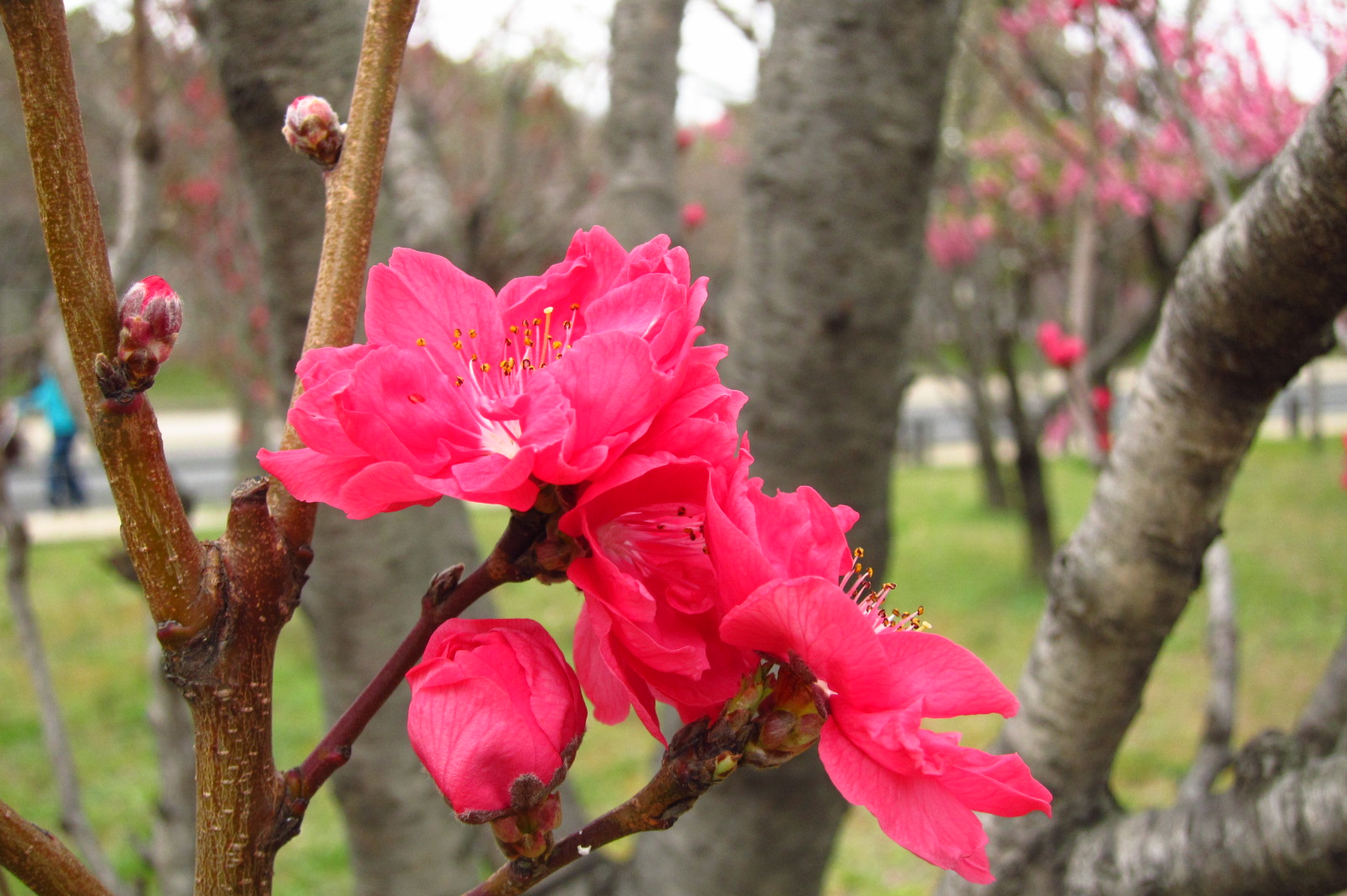 Round of the Seasons in Japan Peach Blossom