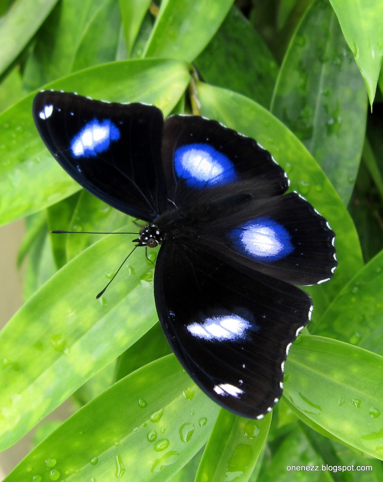 Onenezz Male and Female Eggfly