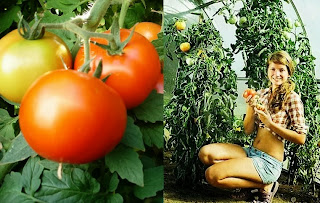 টমেটো চাষ পদ্ধতি, Growing Tomato's