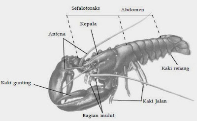 Contoh hewan kelas Crustaceae, yaitu udang dan bagian-bagian tubuhnya.