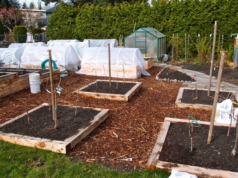 Backyard Orchard Culture Designing Fruit Tree Quartets