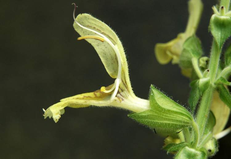 HerbsTreat and Taste JUPITER'S SAGE HEALTH BENEFITS AND USES