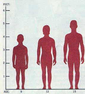 height weight chart