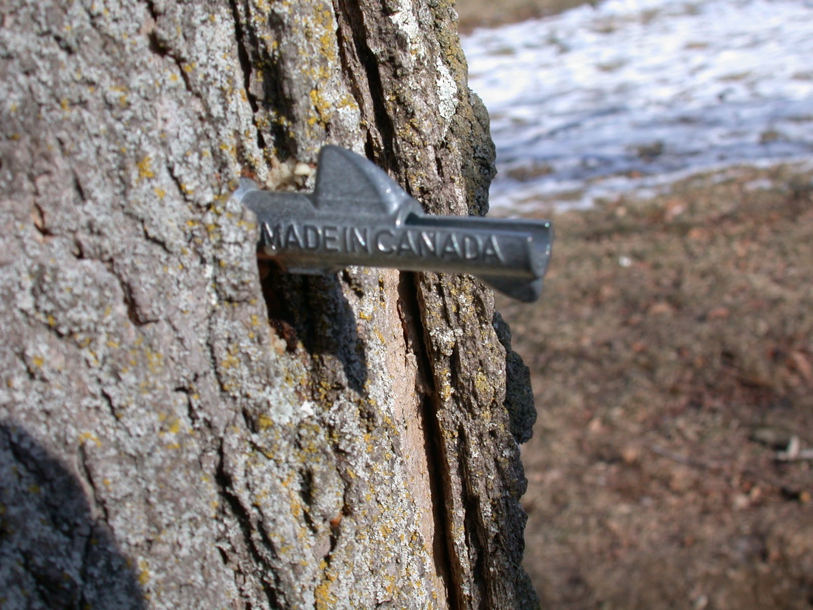 Rurification Maple Syrup Tapping the trees