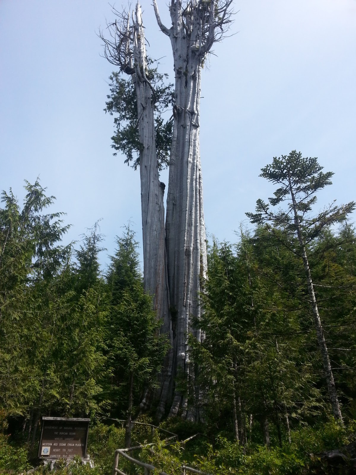 AKKAMAAN Directions to Duncan Cedar Tree, south of Forks WA