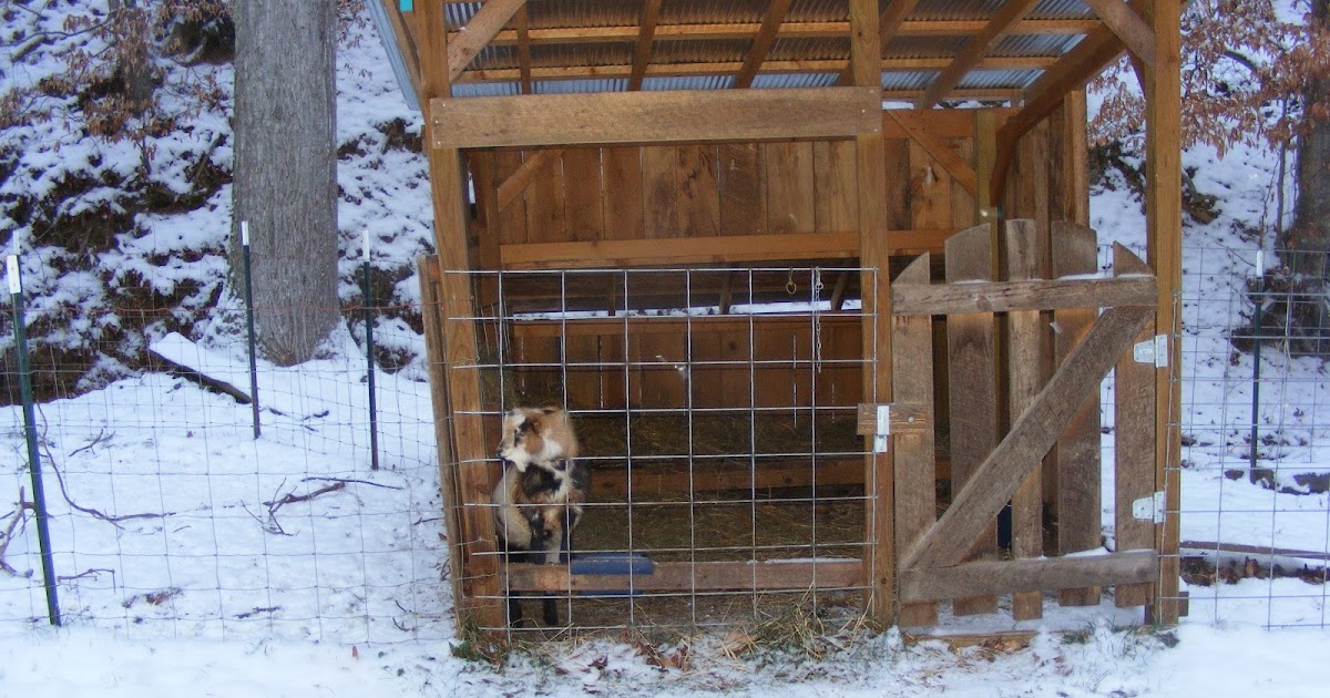 Intermittent Farm Report Keeping Goats Warm