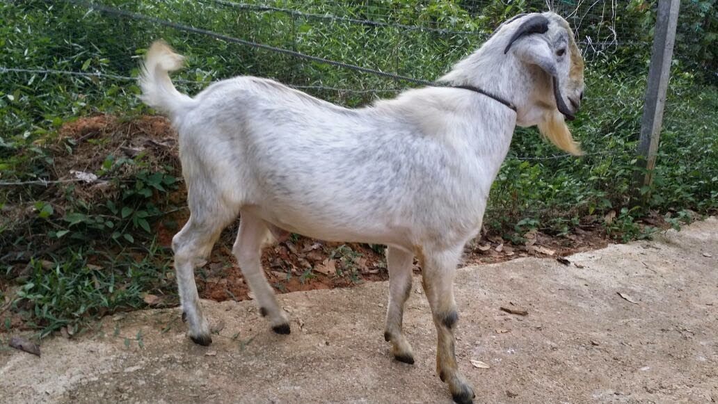 Kambing Aqiqah Dan Korban Di Temerloh June 2015
