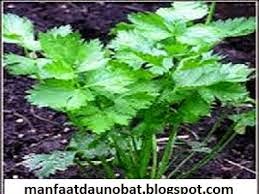 Daun Seledri Memiki Banyak Manfaat Serta Khasiat Yang Bisa Digunakan | manfaat khasiat daun seledri untuk kesehatan cara Daun Seledri Memiki Banyak Manfaat Serta Khasiat Yang Bisa Digunakan | manfaat khasiat daun seledri untuk kesehatan cara